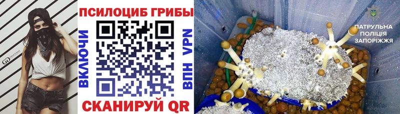 закладки  гидра как зайти  Псилоцибиновые грибы Psilocybe  Зеленоградск 